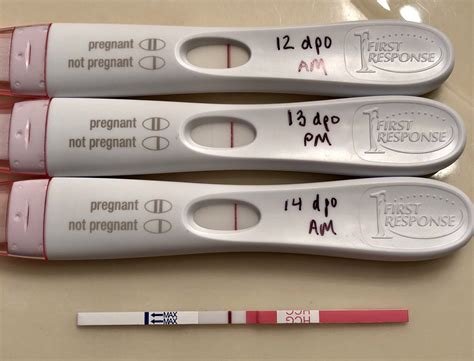 First Response Pregnancy Tests Garetguitar