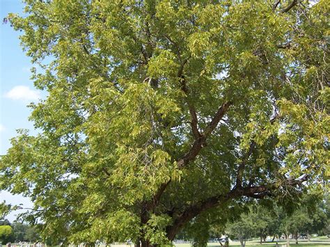Texas Black Walnut Tree Texas Native Black Walnut Tree In Flickr