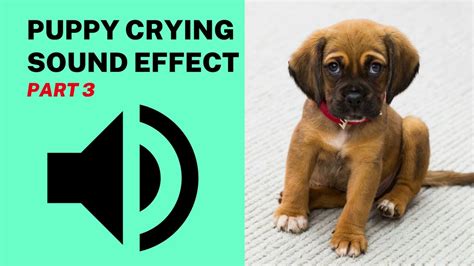 Puppy Crying Sound Effect Part 3 Youtube