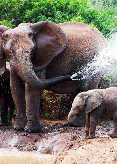 92 Baby Elephant Photos Videos And Facts Thatll Make You Go A