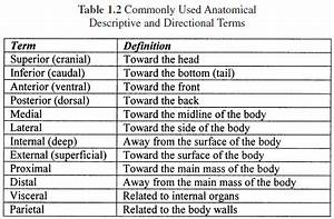 Anatomical Position Of The Human Body The Human Body