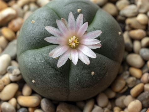 What Is Peyote Everything You Need To Know About Mescaline Cactus