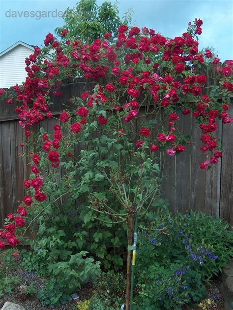 Full Size Picture Of Large Flowered Climbing Rose Don Juan Rosa