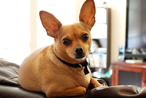 Get even more great ideas about 55+ french bulldog and chihuahua mix by visiting our recommendation website with link. Your Guide on Buying the Best Chihuahua Mix Dogs - US Bones