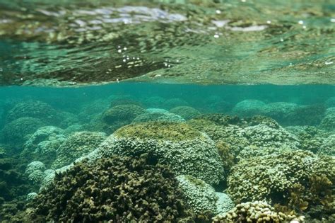 Marine Scientists Track Coral Bleaching In Real Time In Oahus Kaneohe