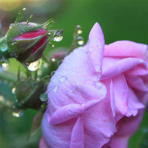 Morning Dew On Rosebud Rose Buds Morning Dew Plants