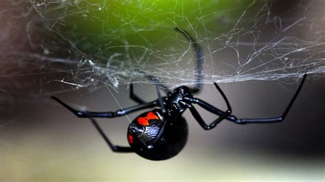 What do black widow spiders look. Karadul Zehri, İnsan Vücuduna Ne Yapar?!