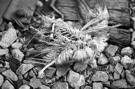 Decaying Bird John Roy Photography