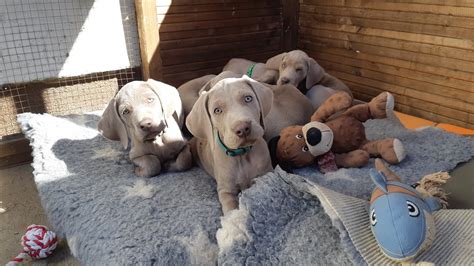 Weimaraner Puppys 2020 5855 Days Old Random Play Time Youtube