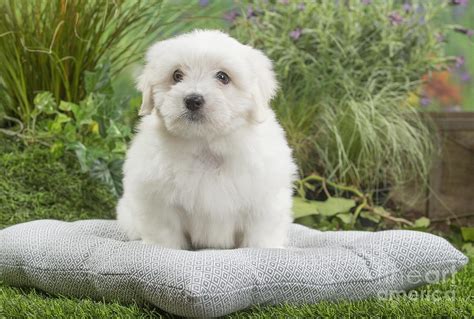 Cute Coton De Tulear Dog Puppy Photograph By Mary Evans Picture Library