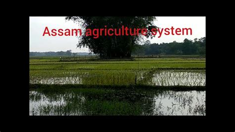 Assam Agriculture System 2018 In Village Area Jorhat Youtube