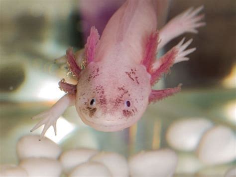 Laxolotl Un Animal Pouvant Régénérer Ses Membres Et Résister Aux
