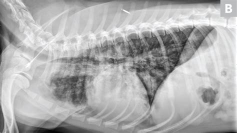Common Pulmonary Diseases In Dogs Clinicians Brief