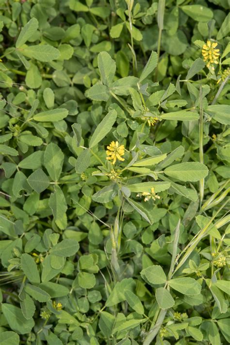 Medicago Sativa Ssp Falcata Yellow Flower Alfalfa