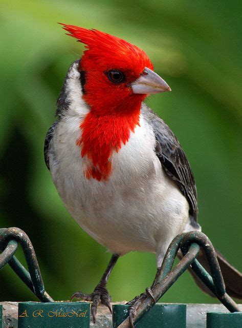 Red Crested Cardinal 1 Maui Hawaii Explored Beautiful Birds