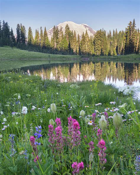 Mount Rainier From Tipsoo Lake With Wild Flowers In Foreground