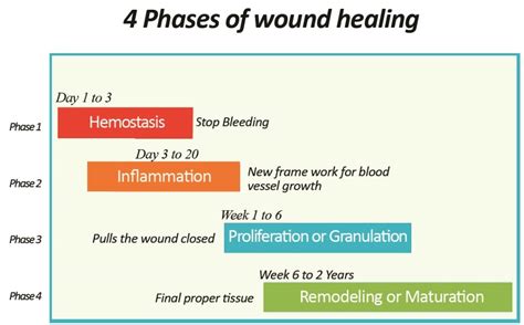 Skin Rejuvenation And Wound Healing Spring Oasis