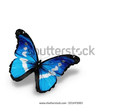 Morpho Blue Butterfly Isolated On White Stock Illustration 101693083