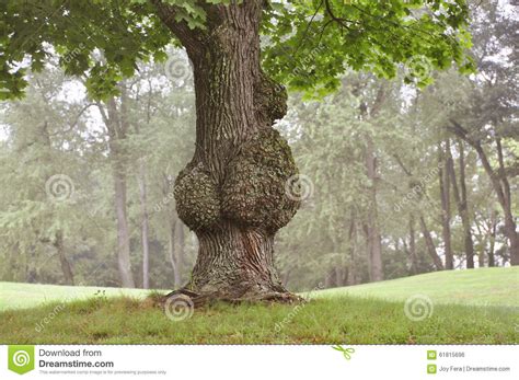 See more ideas about bulbous plants, plants, planting flowers. Diseased Tree With Burls Unique Stock Photo - Image: 61815696