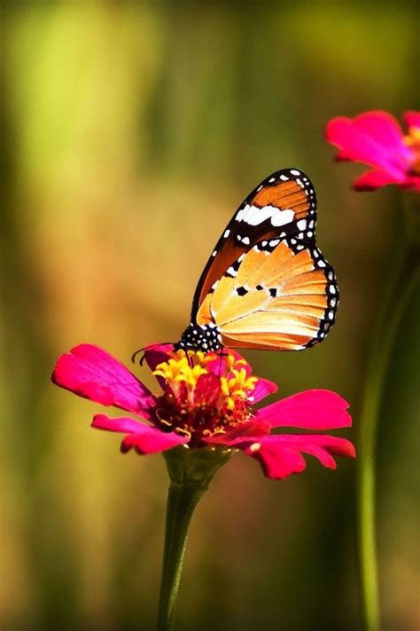 30 Colorful Butterfly Wallpapers Free To Download Godfather