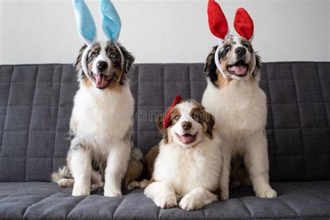 Three Small Australian Blue Merle Shepherd Puppy Dog Wearing Bunny Ears