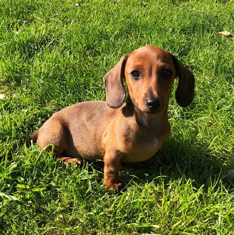 Our puppies are well socialized and ready to make your house doxie friendly. KC reg Miniature dachshund puppies | Wakefield, West ...