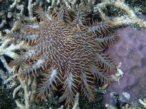 Crown Of Thorns Sea Starp8080593 Olympus Digital Camera Flickr