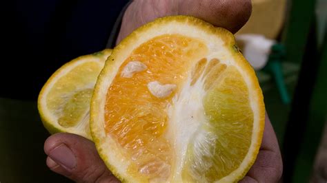 Florida Growers Look To Peptide Treatments To Fight Citrus Greening