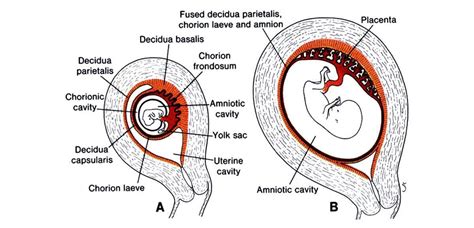 Partes De La Placenta