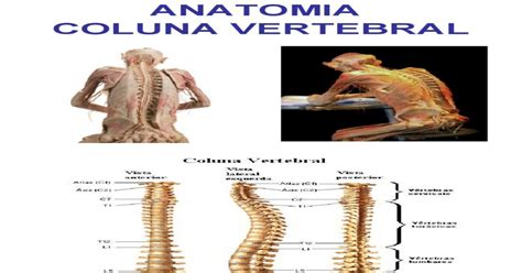 Anatomia Coluna Vertebral Pdf Document