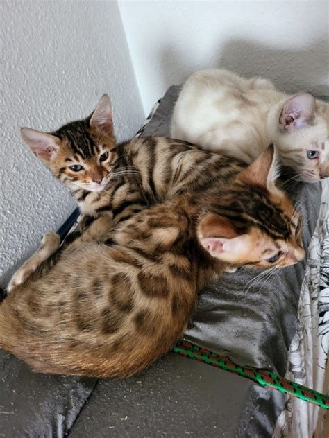 Bengal Kitten Zu Verkaufen In Neckarsulm Katzen Kostenlose Kleinanzeigen Bei Quokade