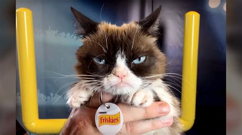 Internet Sensation Grumpy Cat Dies Wny News Now