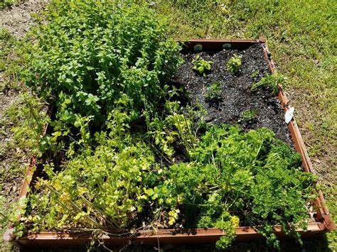 We did not find results for: Creating a herb garden in the raised bed " How to proceed ...