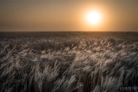 Wheat Field Sunrise Glendon Rolston Flickr