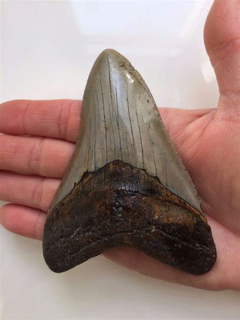 Fossil Shark Tooth Carcharodon Megalodon 112 Cm 441 Inch Catawiki