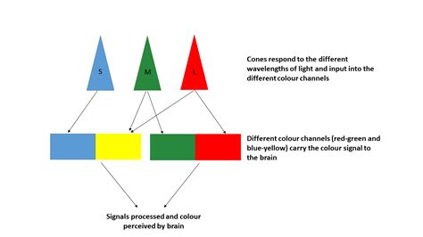 Colour Blindness And Colour Vision Deficiencies Causes And Treatment