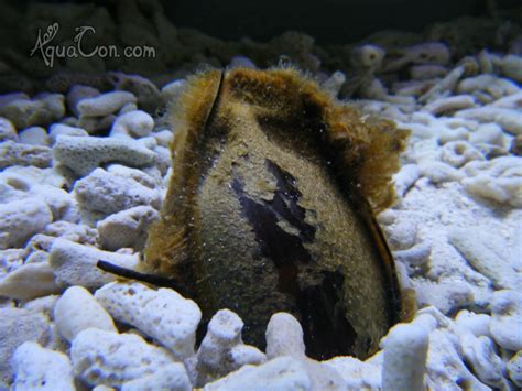 Marine Aquarium Sharks|Marine Aquarium Rays