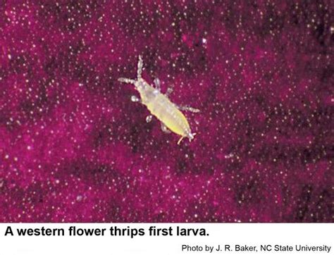 Western Flower Thrips Nc State Extension Publications