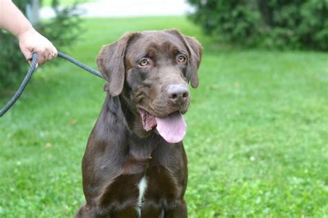 Springfield il real estate & homes for sale. Adopt Patton - Springfield, IL | Adopted Dogs & Cats | Pinterest