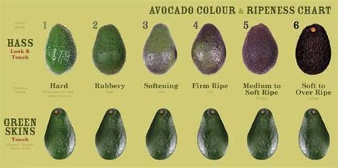You'll know it's over when the sketchy play is over. Avocado Ripening chart | Food and cooking 411 | Pinterest ...