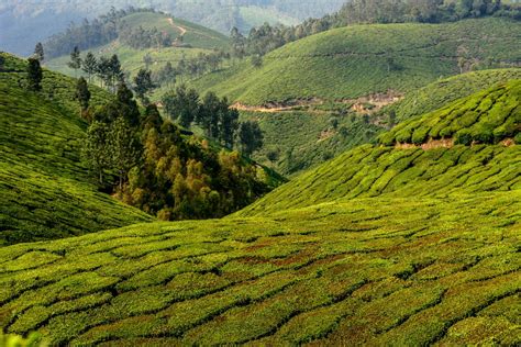 Free Images India Munnar Tea Teafields Kerala Mountains Green