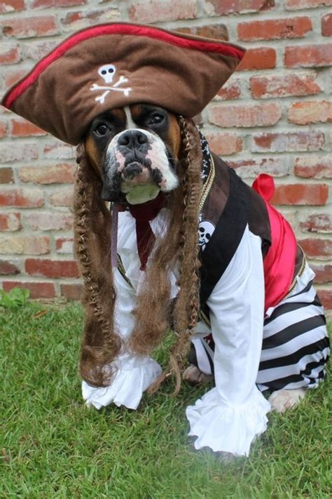 12 Costumes That Prove Boxer Dogs Always Win At Halloween
