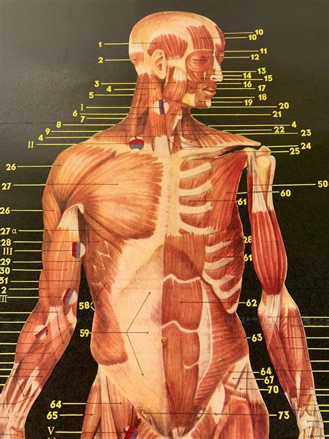 Muscle Anatomy Chart Muscular System Vintage Anatomical Pull Etsy