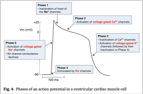 Cardiac Muscle Action Potential Phases Slidesharedocs