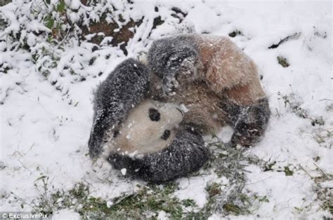 White Wolf Giant Panda Seen Playing In Snow At Yunnan Wild Animals