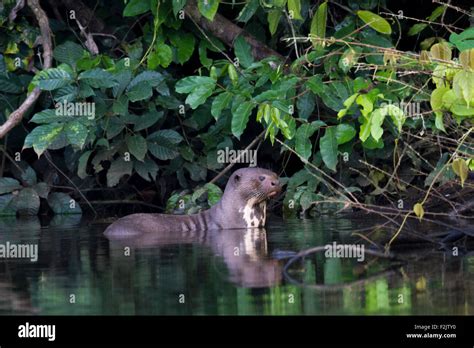 Giant River Otter Hi Res Stock Photography And Images Alamy