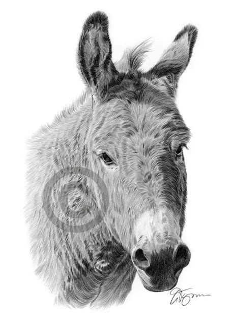 Donkey Pencil Drawing Print A3 A4 Sizes Signed By Artist Gary Tymon
