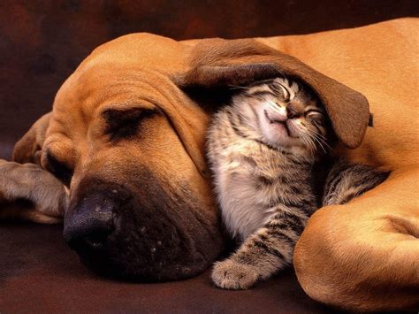 Cats And Dogs Wallpapers Wallpaper Cave