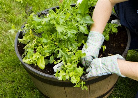When planting a flower or vegetable transplant, deposit a handful of compost into each hole. Vegetable Container Gardening: Getting Started