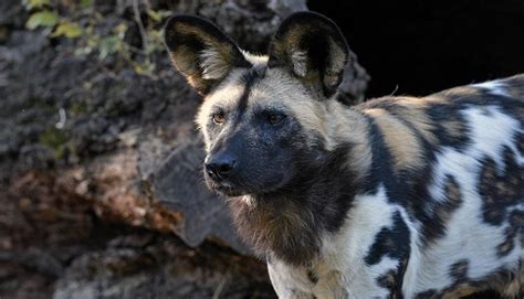 Chicago Zoological Society African Painted Dog Pups Born